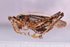 CollectionObject 1581155; 30f9cf53-5069-430f-8639-f52b6ddc6c9f: female, lateral view (paratype). (CollectionObject).