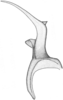 Stylus: !! display not done !! on Doratura stylata (Boheman, 1847): from Mongolia, dorsal view. (Observation).