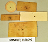 Rhyparobia thoracica Kirby, 1903: Holotype, female, labels, reverse. BMNH(E)#878092. (Otu).