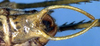 Bliastonotideus fulvorufus Beier, 1962: male subgenital plate (Costa Rica, Puntarenas Prov., Osa Pen., Est. Sirena) (not a type). (Otu).