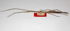 CollectionObject 1561740; cad9b209-0092-4d50-a6f4-82a852bdc97c: copyright MNHU, Berlin. female, lateral view (syntype). (CollectionObject).