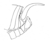 Ceuthophilus (Ceuthophilus) divergens Scudder, 1862: Fig. 549. male abdomen tip, lateral view. (Otu).