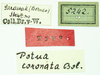 CollectionObject 1531570; 2a77b05c-141c-4925-8201-02aa607285eb: labels (syntype). (CollectionObject).