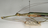 CollectionObject 1560376; eb4f2c23-ae98-4ce0-a1e0-d89f07c0b70d: copyright NMW, Vienna. female: head and thorax, lateral view (paralectotype). (CollectionObject).;CollectionObject 1560377; 3bbef69a-5069-4a0e-ae1b-ca7cfb1b4749: copyright NMW, Vienna. female: head and thorax, lateral view (paralectotype). (CollectionObject).