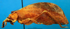 CollectionObject 1501751; 463a16de-6527-4751-80eb-c5d3c390e73c: female, lateral view. (CollectionObject).