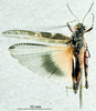 CollectionObject 1537907; f8fd23bc-e8b6-475c-9d07-66f3b07f0c83: female, dorsal view. (CollectionObject).