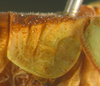 CollectionObject 1475679; ef147de6-945b-48e7-8582-95547db27a17: male pronotum, lateral view (holotype). (CollectionObject).