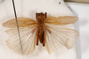 CollectionObject 1531183; 0c8c4768-c2bb-4198-b715-f1483a782b1b: male, dorsal view (holotype). (CollectionObject).