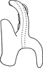 Aedeagus, lateral view on Erythridula parsonsi (Hepner, 1976): Aedeagus (holotype), lateral view. (Observation).