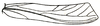 Eppioides malaya Hebard, 1922: Pl. XVII. Fig. 17 (after type). lateral outline of female tegmen (length 36.3 mm) (previously Synonym Eppioides bicolor). (Otu).