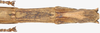 CollectionObject 1562978; 9f5e6eb8-25a1-4cf3-8adc-5644ba58e4a3: copyright F. Hennemann. female: end of abdomen, ventral view (paratype). (CollectionObject).
