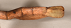 CollectionObject 1562320; 512ec891-ed0b-40be-a603-57135b9564e5: copyright OUMNH. female: end of abdomen, lateral view of Acrophylla enceladus (syntype). (CollectionObject).;CollectionObject 1562321; a0fe8cae-f149-464f-8193-36e5eba2400e: copyright OUMNH. female: end of abdomen, lateral view of Acrophylla enceladus (syntype). (CollectionObject).