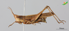 CollectionObject 2243699; Unioeste Cascavel K-0733, 402dfdf9-e29f-4272-a8e4-190aefbeef05: Female, lateral view. (CollectionObject).