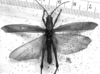 CollectionObject 1532751; 33776f1f-4f59-431e-9e0c-91eda4c32ace: Image Carbonell, C.S. female, dorsal view (holotype of Xiphocera auroripennis). (CollectionObject).