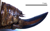 CollectionObject 1532071; fdbcf561-3b7a-40b7-a12a-873c015467af: ovipositor, lateral view (syntype). (CollectionObject).