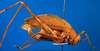 CollectionObject 1500693; 7a1eb3d6-bce1-4f9f-8e60-12a30966ab1a, DORSA BRpauretHTF: female, lateral view (holotype of Paura reticulosa). (CollectionObject).