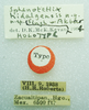 CollectionObject 1523774; 6130182b-7801-41bb-90c0-6edd1e3d4897: male, labels (holotype). (CollectionObject).