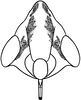 Nymph: !! display not done !! on Cochlorhinus pluto Uhler, 1876: (Observation).