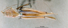 CollectionObject 1566136; 3f24be63-800e-444b-af14-9035251fcd0e: male, dorsal view (syntype). (CollectionObject).
