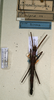 CollectionObject 1560780; NMW 386, 55b5e1c4-e52e-4dc6-a695-dbe24ee2d0b5: copyright NMW, Vienna. female (paralectotype). (CollectionObject).