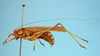 CollectionObject 1542819; af89529e-4eb0-481e-8f9f-70218cd80d4b: male, body lateral view (holotype of Phaneroptera quadrivittata). (CollectionObject).