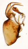 Pygofer, lateral view: !! display not done !! on Pissonotus nigriculus Morgan & Beamer, 1949: (Observation).
