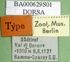 CollectionObject 1500311; 1ed947c7-34b1-4192-a193-64f6bd693138, DORSA BA000629S01: labels (syntype). (CollectionObject).