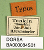 CollectionObject 1501467; 0e824201-7926-44a0-a6df-a1da7de9fb31, DORSA BA000084S01: labels (holotype). (CollectionObject).