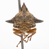 Head: !! display not done !! on Heliria strombergi Goding, 1893: (Observation).