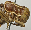 CollectionObject 1534967; 8dd7d2dd-75e0-4986-8840-160707c6e99a: male pronotum, lateral view (lectotype). (CollectionObject).