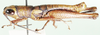 Meubelia gracilis Willemse, 1932: male, lateral view. (Otu).