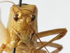 CollectionObject 1541673; c8520d7e-06b1-487d-8d4d-75c326ab3b23: male face (paratype of Catoptropteryx latipennis). (CollectionObject).