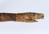 CollectionObject 1563193; 4875c8f2-963e-4785-8f77-5523fdd26fc6, ANSP(SF IMPORT DUPLICATE) 1191: copyright ANSP. female: end of abdomen, lateral view (paratype). (CollectionObject).