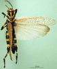 CollectionObject 1501120; df0a4123-1975-493d-a3ae-169080775fc6, MfN 1755: male, dorsal view (syntype). (CollectionObject).