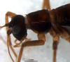 CollectionObject 1581883; d052722c-7276-4c6a-9b7e-d081e2d295d7: female, head and pronotum, lateral view (allotype). (CollectionObject).