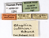 CollectionObject 1587292; MNHN(SF IMPORT DUPLICATE) MNHN-EP-EP1250, 0eb95e0b-68bd-4bb5-bcff-98505fc91e8b: CC BY-NC-ND 4.0/MNHN - Depraetere Marion - 2014. Non type, male. Specimen number: MNHN-EP-EP1250. http://coldb.mnhn.fr/catalognumber/mnhn/ep/ep1250. (CollectionObject).