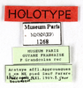 CollectionObject 1587304; MNHN(SF IMPORT DUPLICATE) MNHN-EP-EP1268, 2982acdf-e2a6-4872-b9e9-84c5fb72e41f: CC BY-NC-ND 4.0/MNHN - Depraetere Marion - 2014. Holotype, female, of guyanense Grandcolas, 1993. Specimen number: MNHN-EP-EP1268. http://coldb.mnhn.fr/catalognumber/mnhn/ep/ep1268. (CollectionObject).