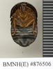 CollectionObject 1573033; 9e574aac-5a52-4c71-b031-23e214479d17: Copyright Natural History Museum, London. Non-type (adult female) in BM(NH). Ventral view. (CollectionObject).