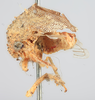 Habitus, lateral view: !! display not done !! on Telamona modesta Goding, 1893: (Observation).