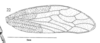 Forewing: !! display not done !! on Centruchoides laticornis Fowler, 1896: (Observation).