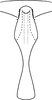 Aedeagus, ventral view: Aedeagus (paratype), ventral view. (Observation).