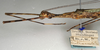 CollectionObject 1560613; 7bafb07f-13f5-400e-b9aa-62a7e0b89197: copyright NMW, Vienna. female: head and thorax, lateral view (syntype). (CollectionObject).;CollectionObject 1560614; c907d110-1ce9-4b11-8ff1-126d7de763f9: copyright NMW, Vienna. female: head and thorax, lateral view (syntype). (CollectionObject).