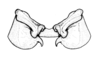 Aucacris eumera Hebard, 1929: Fig. 19. male, epiphallus, lateral view. (Otu).