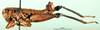 CollectionObject 1501305; b79a3c3a-a59a-4bd0-a128-5f4de306bc29: male, lateral view (holotype). (CollectionObject).