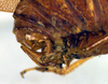 CollectionObject 1500570; a82557b7-9c11-4095-acc8-7a5175aa24cd, DORSA BTmylstiHTF: ovipositor (holotype). (CollectionObject).