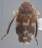 Habitus, dorsal view: !! display not done !! on Anoscopus serratulae (Fabricius, 1775): Dorsal - Dark. Dark color variation. (Observation).