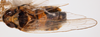 Habitus, dorsal view on Delphacodes shermani (Metcalf, 1923): (Observation).