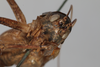 CollectionObject 2376971; 40ae0fbc-a9a1-412d-9ba3-14d71215e6f1: Female, anterior view (syntype). (CollectionObject).