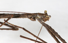 CollectionObject 1559358; NMW 619, bc39e88c-1d19-45d3-9856-09f1ab52c63f: copyright NMW, Vienna. female head & thorax, lateral view (holotype). (CollectionObject).
