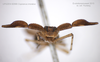 Head: !! display not done !! on Copicerus irroratus Swartz, 1802: (Observation).